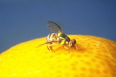 オレンジに産卵するミバエのメスの成虫（宮竹貴久教授提供）