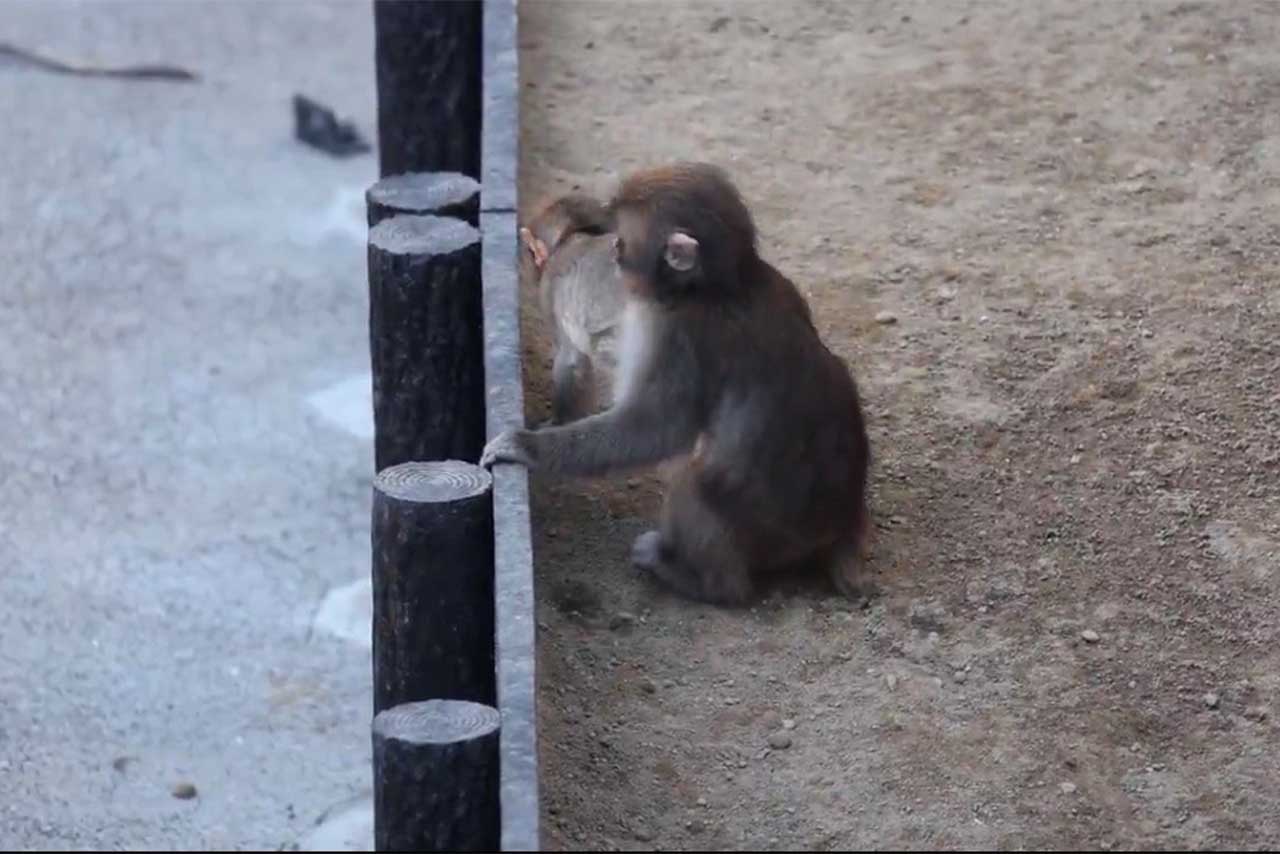一回り大きくなり、すっかりお兄さんポジションになったパンチくん（市川市動植物園公式Xより）