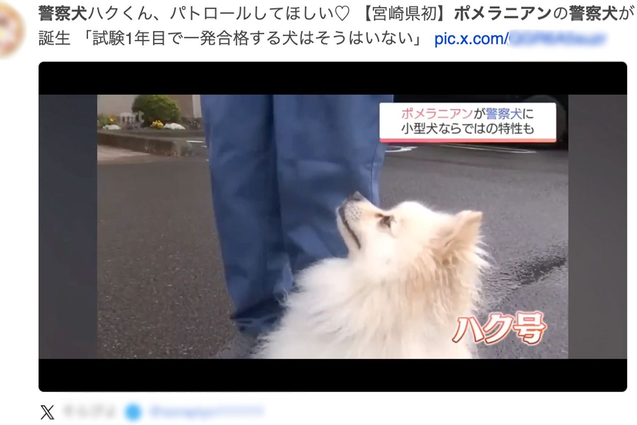 ネットでは宮崎放送の映像を引用し、早くもポメラニアン警察犬「ハク号」のファンになる人も