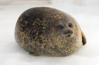 「丸すぎるアザラシ」がSNSで話題! ニコニコ幸せそうな表情に癒される〜