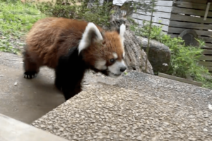 風太くんどうして立ちあがったの？/レッサーパンダ/動物園 パンチくん人気の中、千葉市動物公園の立つレッサーパンダ・風太くんも
