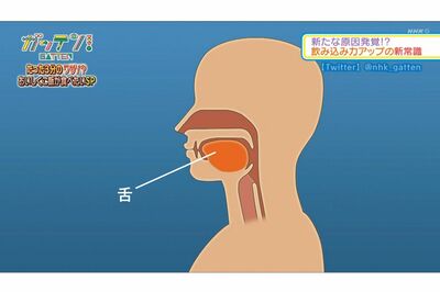 正しい姿勢（オレンジ色の部分が舌）