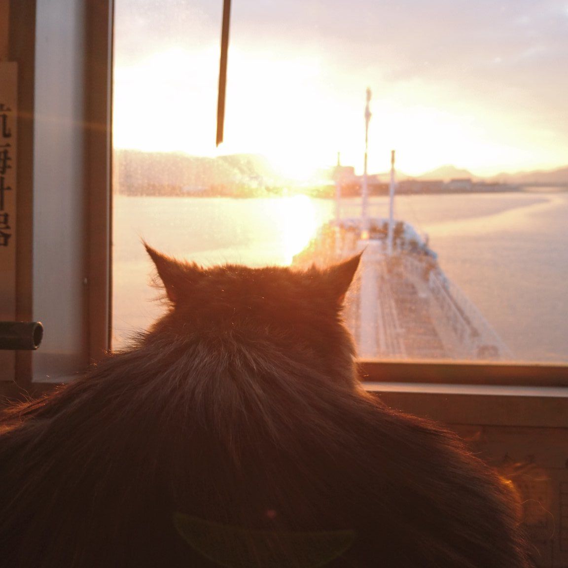 今年の初日の出は、まさと船長と拝んだというカンパチ船長『航海士にゃんこ カンパチ船長』（河出書房新社）より