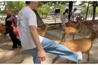 奈良公園の鹿を蹴り飛ばす“観光客”の暴力行為を収めたYouTube動画に「天然記念物だから重罪」過去には文…