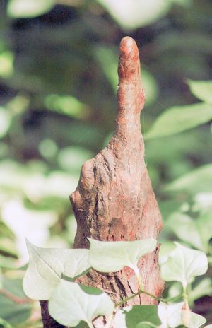 『人さし指』小山さんもベストセレクトに選ぶ珍樹のひとつ。これは新宿御苑で撮影されたラクウショウの球根。リアルすぎて怖いくらい……