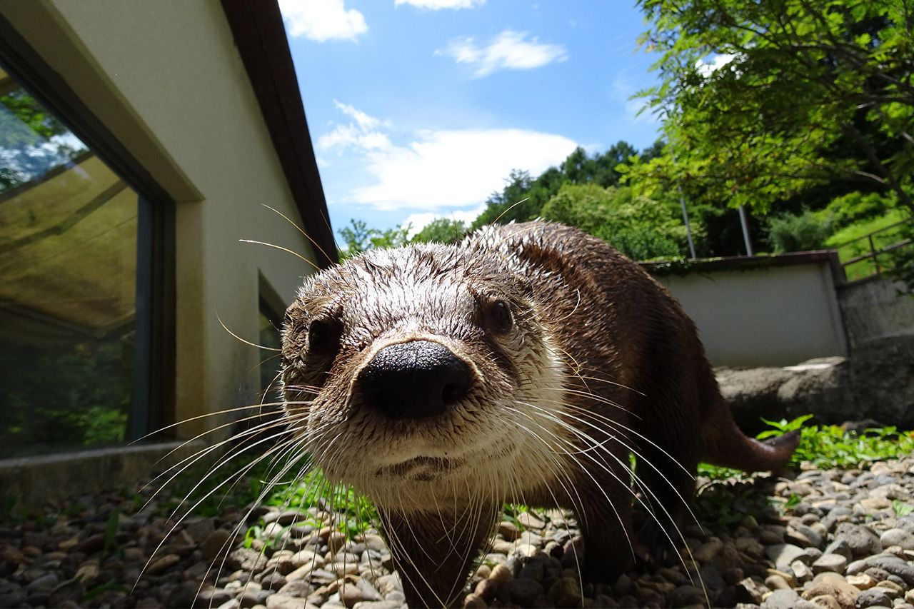 カエデ（カナダカワウソ）＠盛岡市動物公園