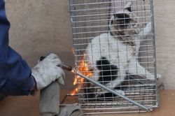 大矢被告がガスバーナーで猫をあぶるシーン。被告の残忍さを伝えるため、あえて掲載した（SNSより）