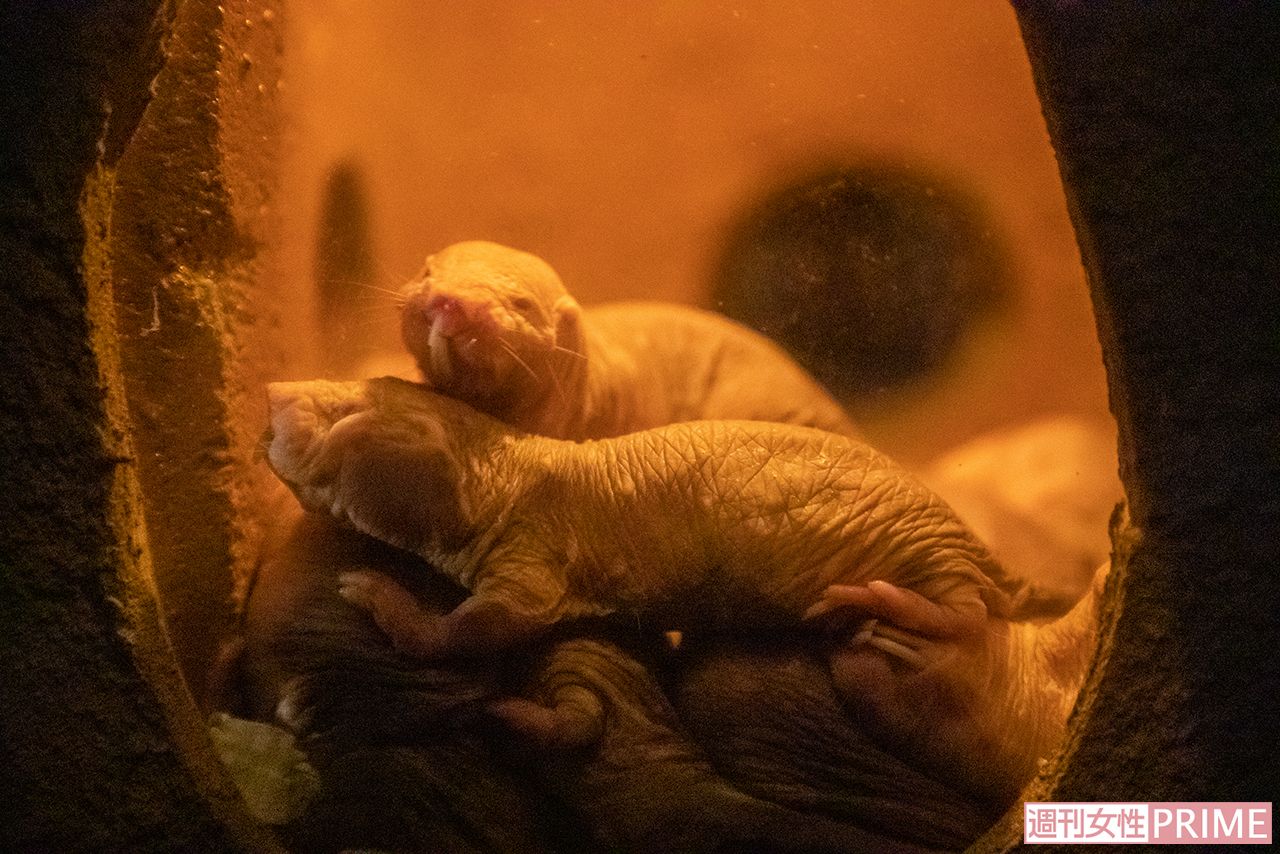 ハダカデバネズミ