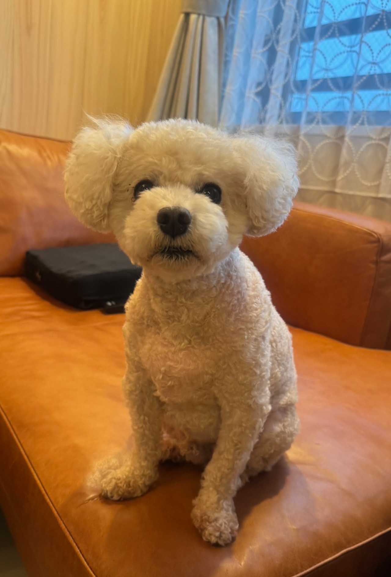 飼っているトイプードルの愛犬「福くん」
