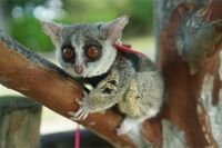 夜行性動物を昼間のスタジオへ、“かわいいい”と“映え”に搾取される動物たち