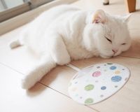 無重力ねこや飛行ねこなどSNSの人気者が『ねこ休み展』に大集合