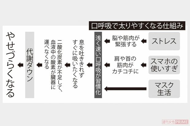 口呼吸で太りやすくなる仕組み