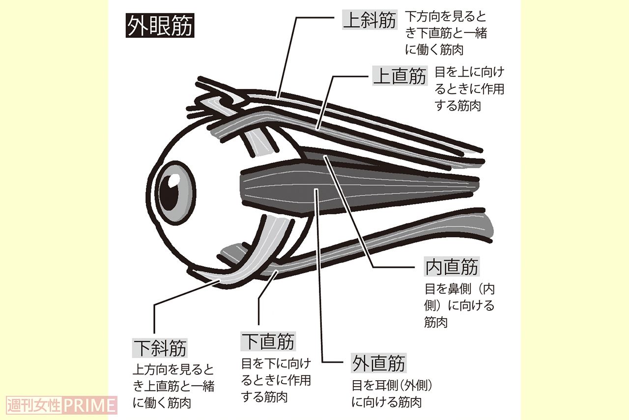 目をさまざまな方向に動かす「外眼筋」イラスト／青井亜衣
