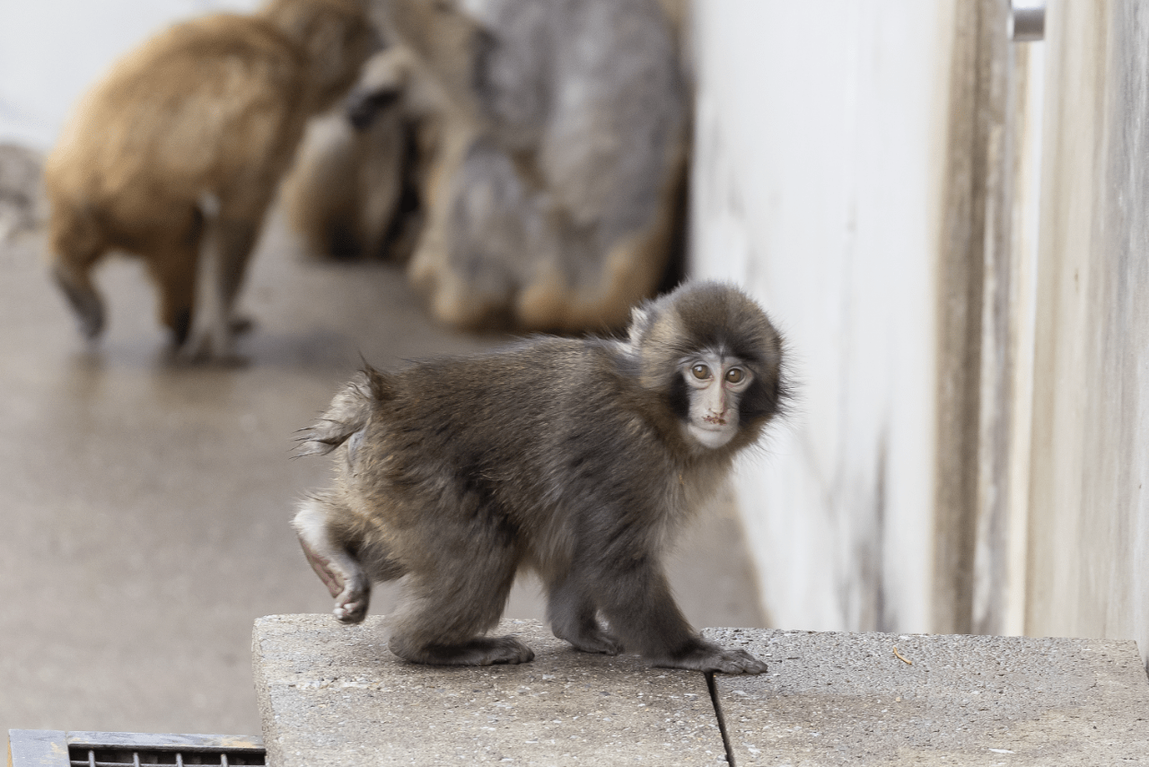 子ザルのパンチくん（写真／読者提供）