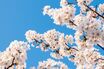 【知って楽しい雑学】日本の新年度が4月スタートの理由は？“米の収穫”と“納税”が関係、明治時代は何度も変更されていた
