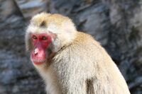 フジテレビ『ドッキリGP』の“サル飛び蹴り”に専門家が警告!配信では全カットの謎