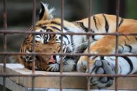 絶滅動物がよみがえる? 毛1本からDNAを保存できる「冷凍動物園」が現実に