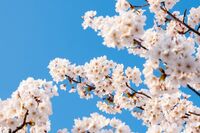 【知って楽しい雑学】日本の新年度が4月スタートの理由は？“米の収穫”と“納税”が関係、明治時代は何度…