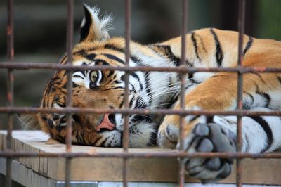 絶滅動物がよみがえる？ 毛1本からDNAを保存できる「冷凍動物園」が現実に