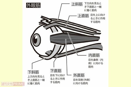 目をさまざまな方向に動かす「外眼筋」イラスト／青井亜衣