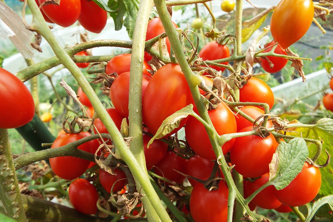 トマトやきゅうり、なす、大根などさまざまな野菜を育てていて、家計の助けになると話す森永卓郎さん