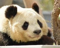 パンダブーム、1日に20万人以上が押し寄せてパニックに