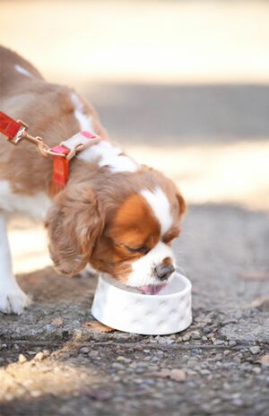 年齢だけでフードを切り替えることには慎重になるべきだ（写真はイメージです）