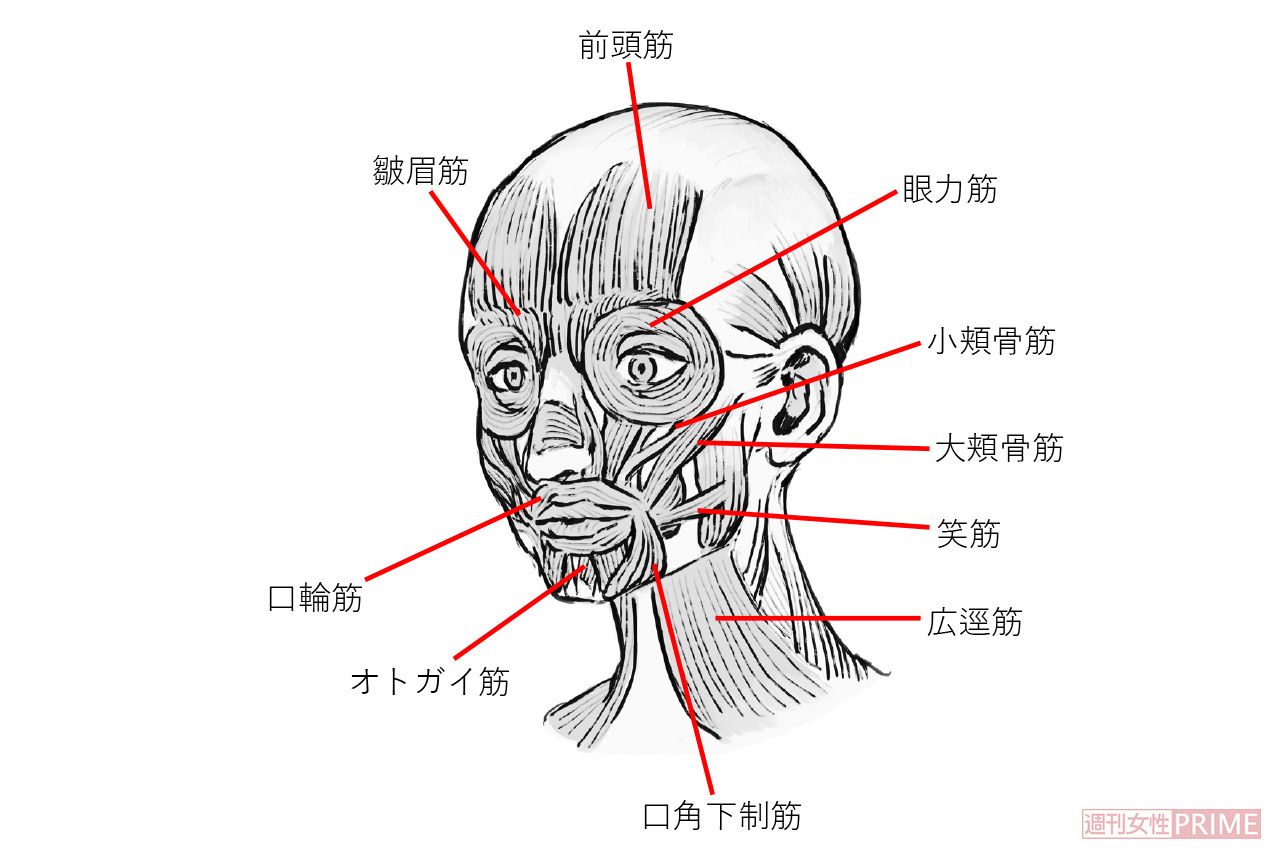 表情筋には30種類近くの筋肉があり、顔のたるみやシワは、この表情筋と表情筋同士をつなぐ繊維状の筋膜、表在性筋膜を鍛えることで改善が見込める。（イラスト／久保木侑里）