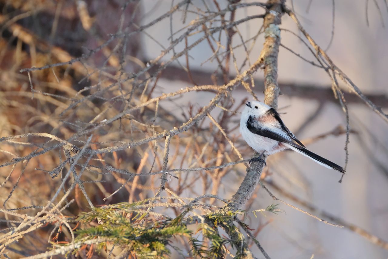 シマエナガ　写真提供／小原玲