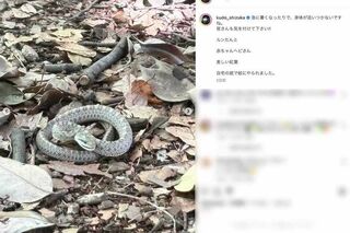木村拓哉と工藤静香が同じタイミングで投稿した「ヘビの赤ちゃん」（工藤のインスタグラムより）