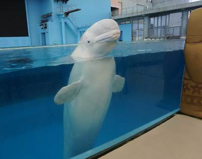 “歌うシロイルカ4兄弟”にラブコール続出、愛せずにいられないワケとは