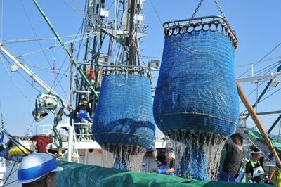 記録的不漁で高値が続くサンマ。7月中旬、初競りにかけられた際は1匹1万円だった