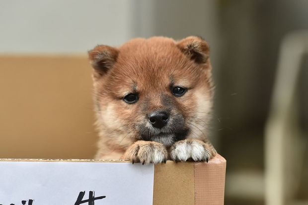 樹が飼い始めた子犬のチャコ（c）カンテレ