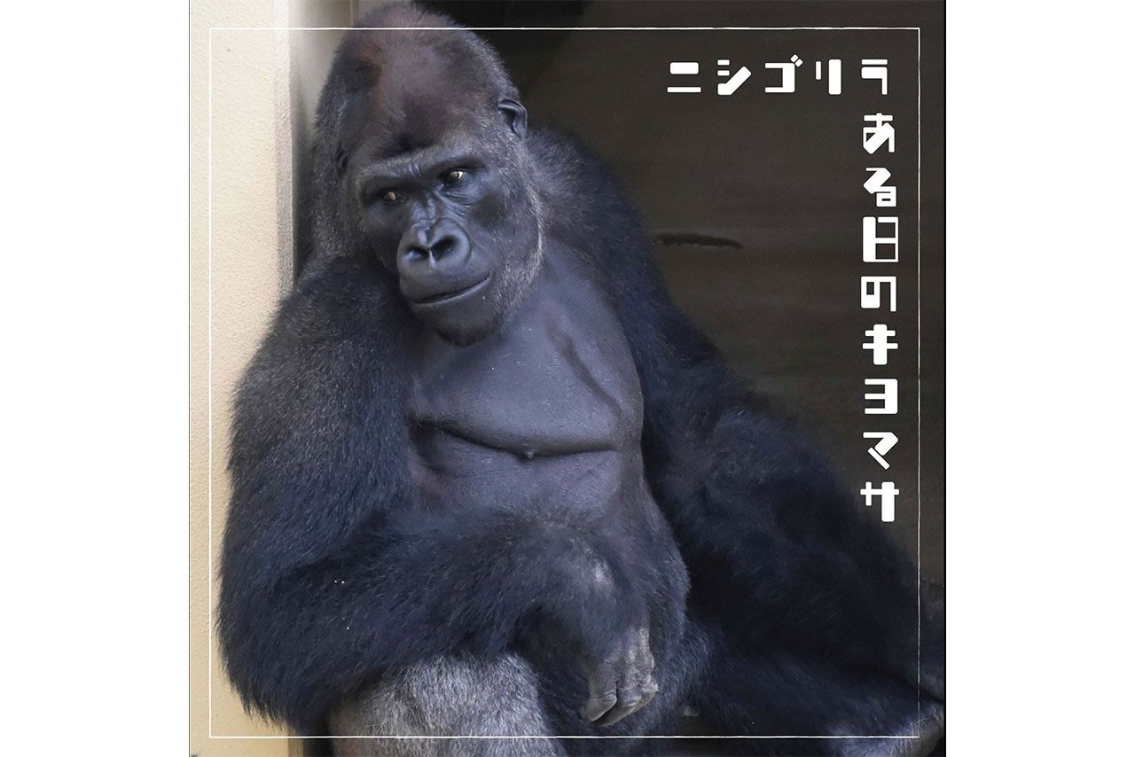 東山動植物園に暮らすニシゴリラのキヨマサ（名古屋市東山動植物園公式SNSより）