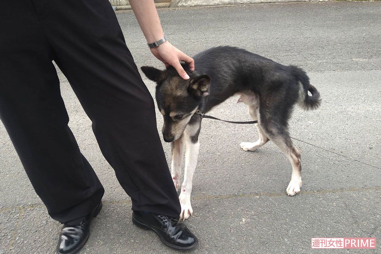 《京都小6男児行方不明事件》安達結希くんが毎日スクールバスに乗る前に可愛がっていた近所の犬・ハチ。「都会の子じゃないから、怖がらないというか、（扱い）に慣れていた」と主人