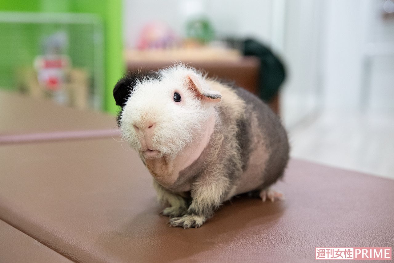 スキニーギニアピッグ