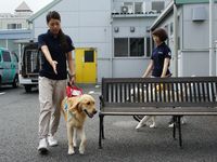 盲導犬にできること、できないこと「飼い主のことを考えて行動するわけではない」