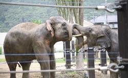 ラオスより繁殖プロジェクトのためやってきたゾウたち