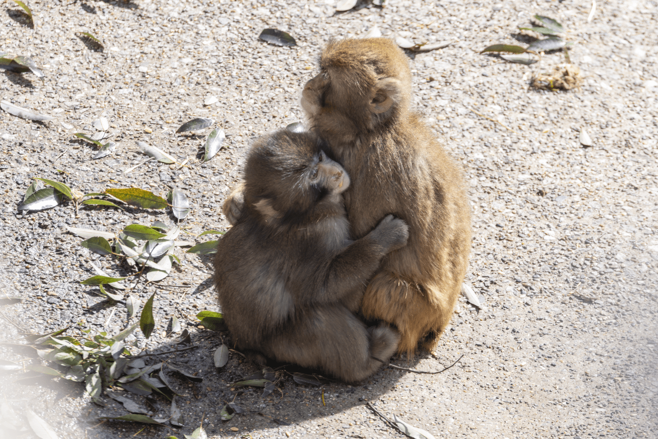 子ザルのパンチくん（写真／読者提供）
