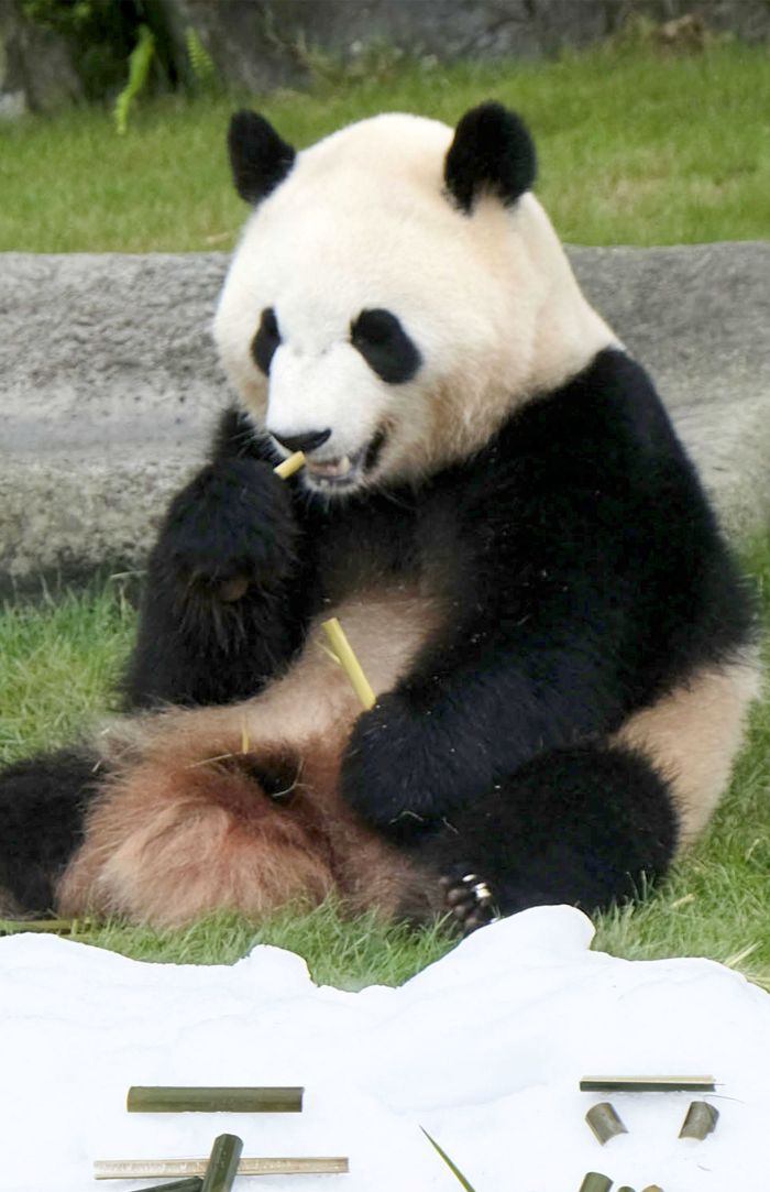 彩浜（さいひん）　写真／共同通信社