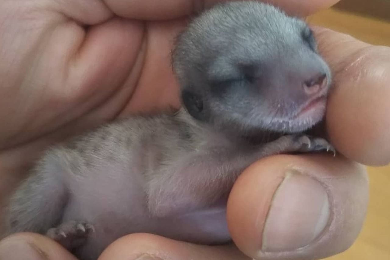 ミーアキャットの赤ちゃん　写真提供／草津熱帯圏