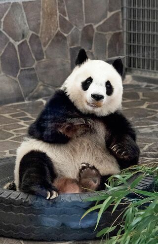 タンタン♀　写真／高氏貴博（毎日パンダ）