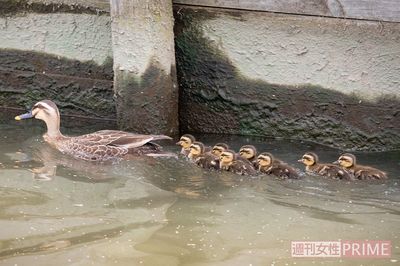 行方不明になった子ガモを探して、各地で大騒ぎ！　カルガモ親子の初夏