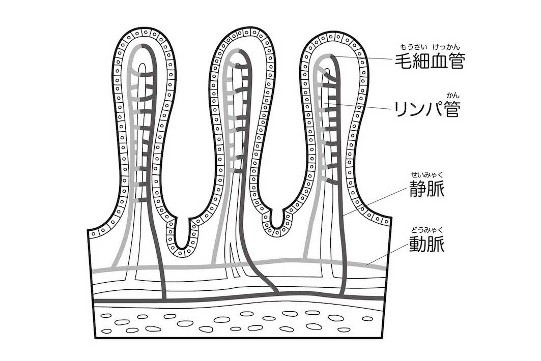 絨毛内のリンパ管位置。リンパ管は皮膚の0.2〜0.3mm下を流れている。力を入れて圧をかけると、リンパ管が押しつぶされて流れが止まってしまい、逆効果に。ゴリゴリケアは黒ずみやシミのもとになると心得て