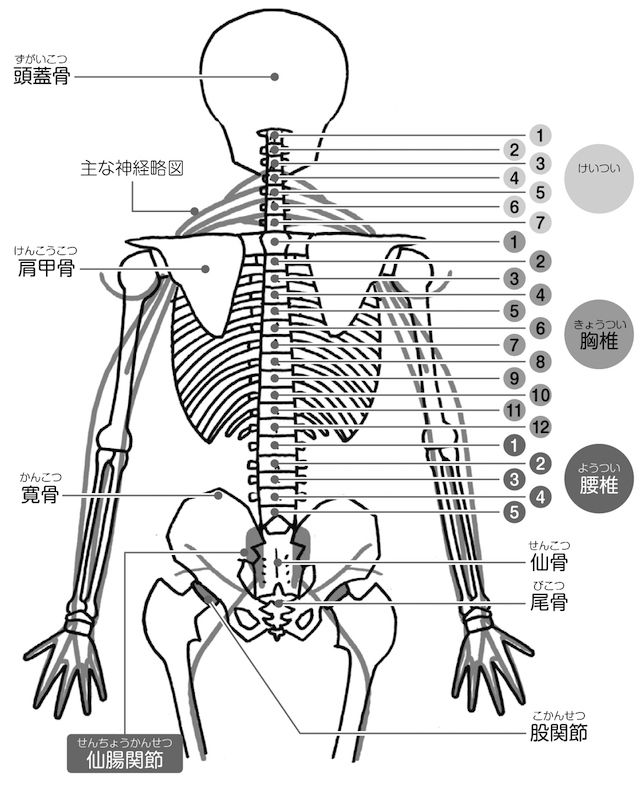 背骨のずれを整えることで内臓の不調や難治性疾患の症状も緩和 週刊女性prime シュージョプライム Youのココロ刺激する