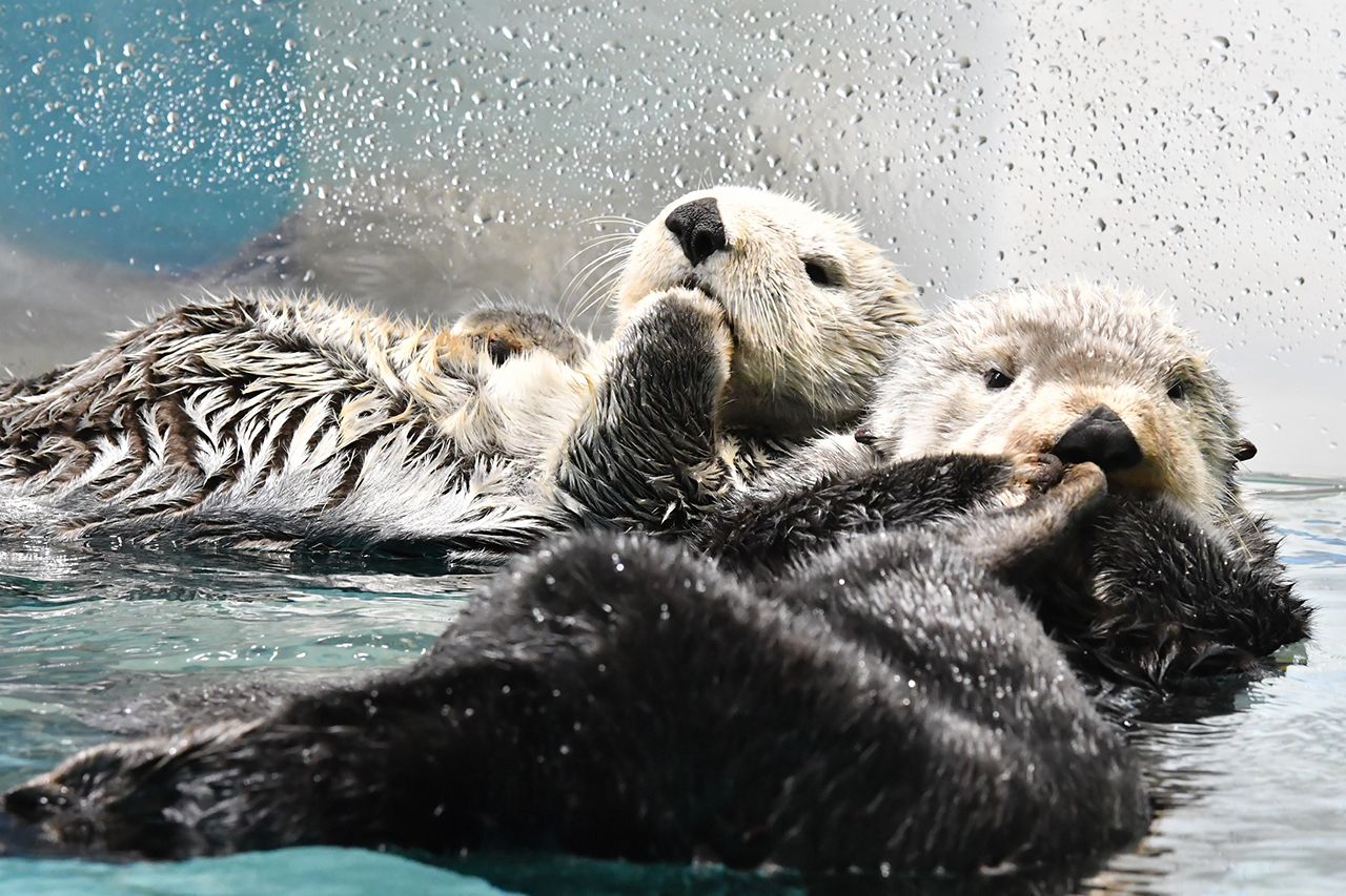 ラッコのリロとマナ　写真提供／マリンワールド海の中道