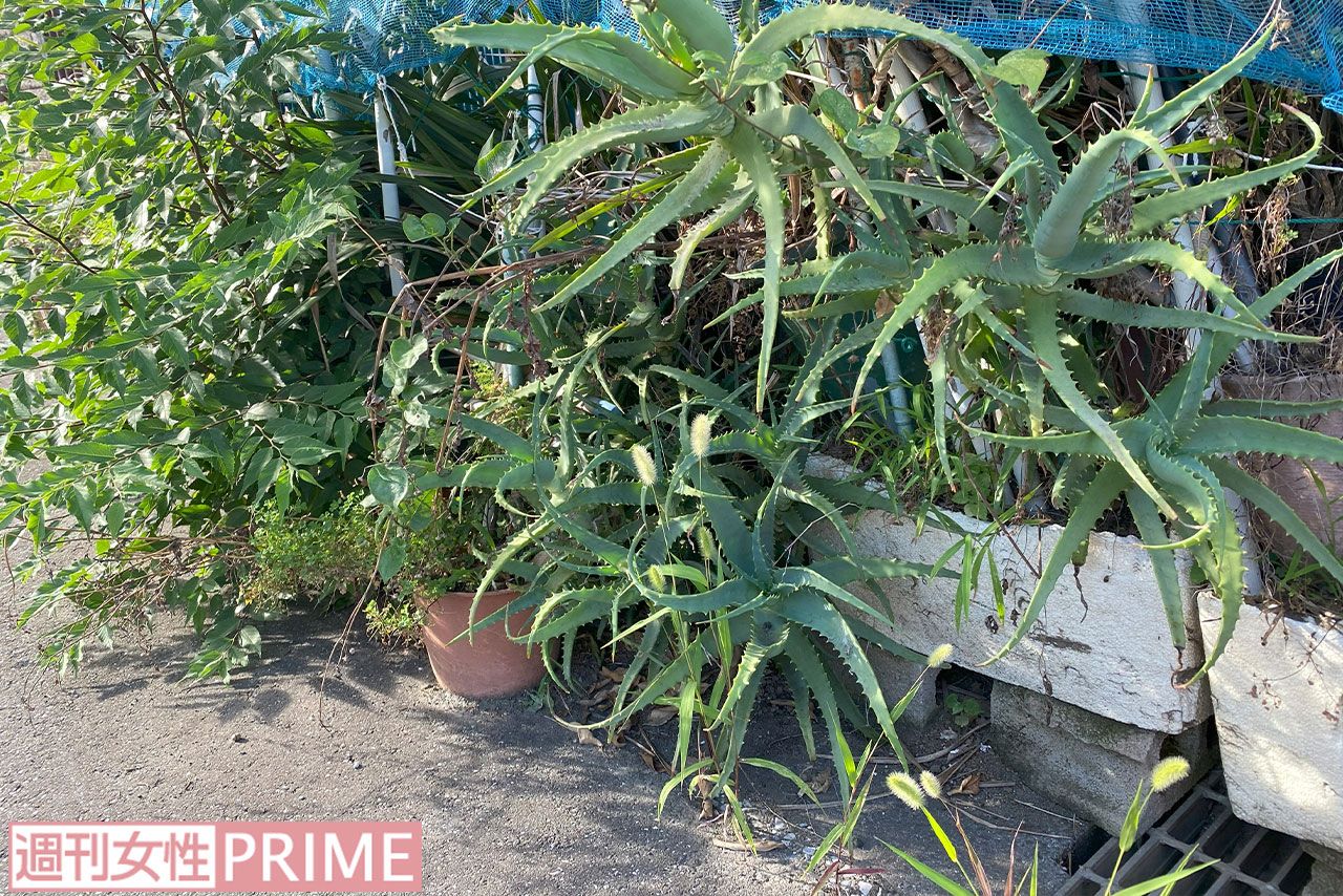 千葉市花見川区で母子が2人で住んでいた家の敷地から植木鉢や草木が微妙にはみ出していた