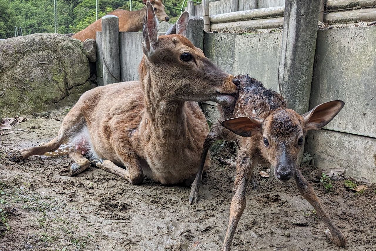 ニホンジカのクララが立った!（誕生直後）岡崎市東公園動物園 愛知県岡崎市欠町大山田１