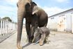 九州自然動物公園アフリカンサファリ アジアゾウの女の子、ミーナ