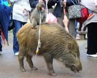 母親は崖から転落死 イノシシと“兄弟以上”の仲の猿が話題